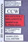 Etikette zu Melanotus janatai (Platia, 2007) (NHMW-ZOO-COL-0007646)